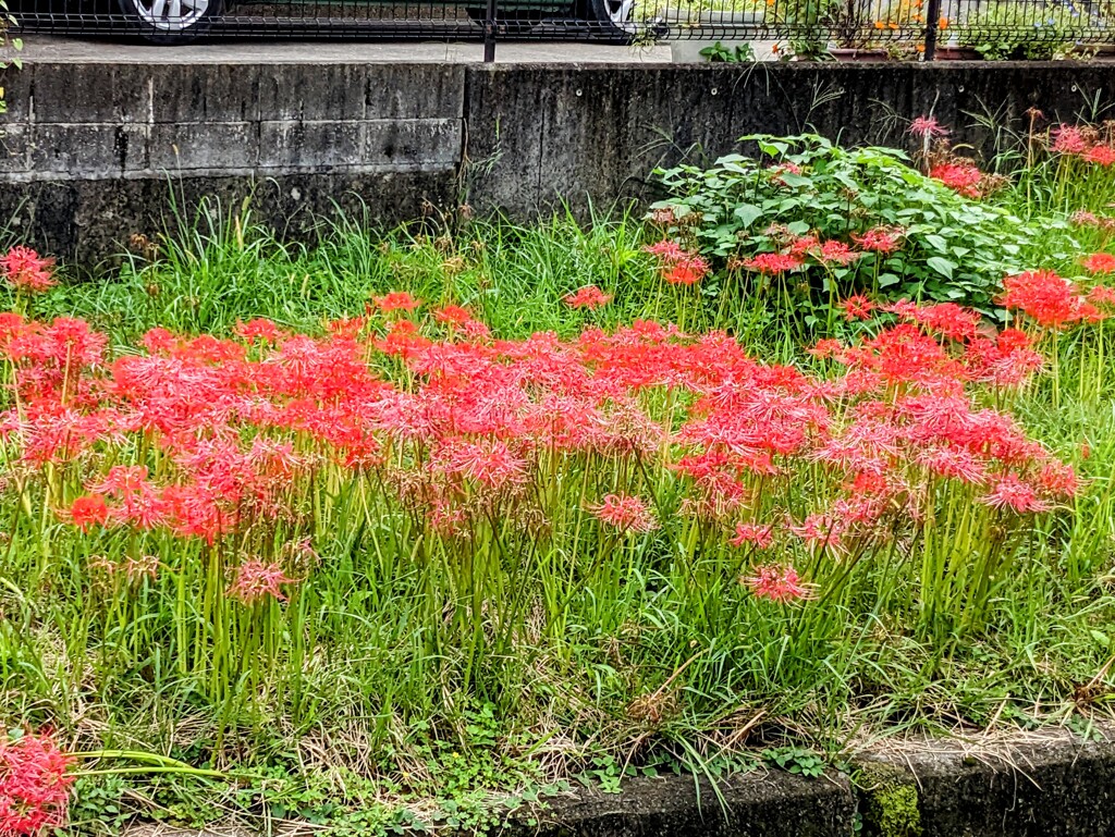 彼岸花