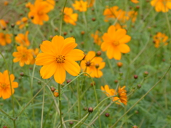 キバナコスモス