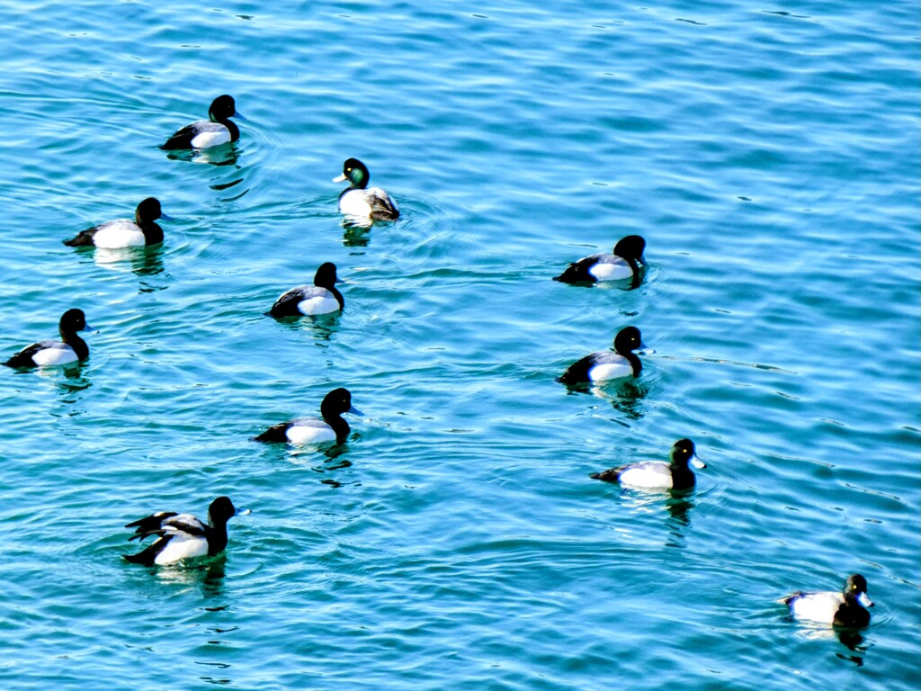 海鳥
