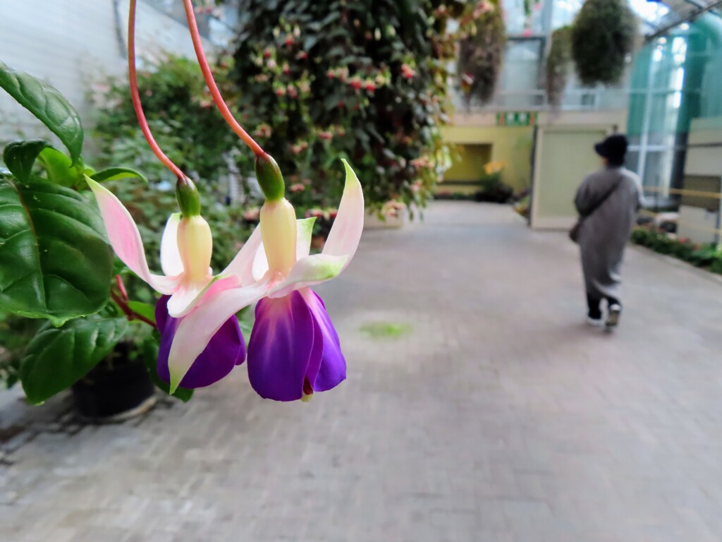 温室のツリウキソウ