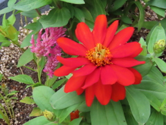 メキシコヒャクニチソウ