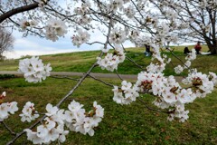 公園の桜
