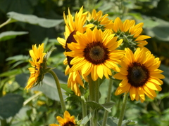 小さいひまわり