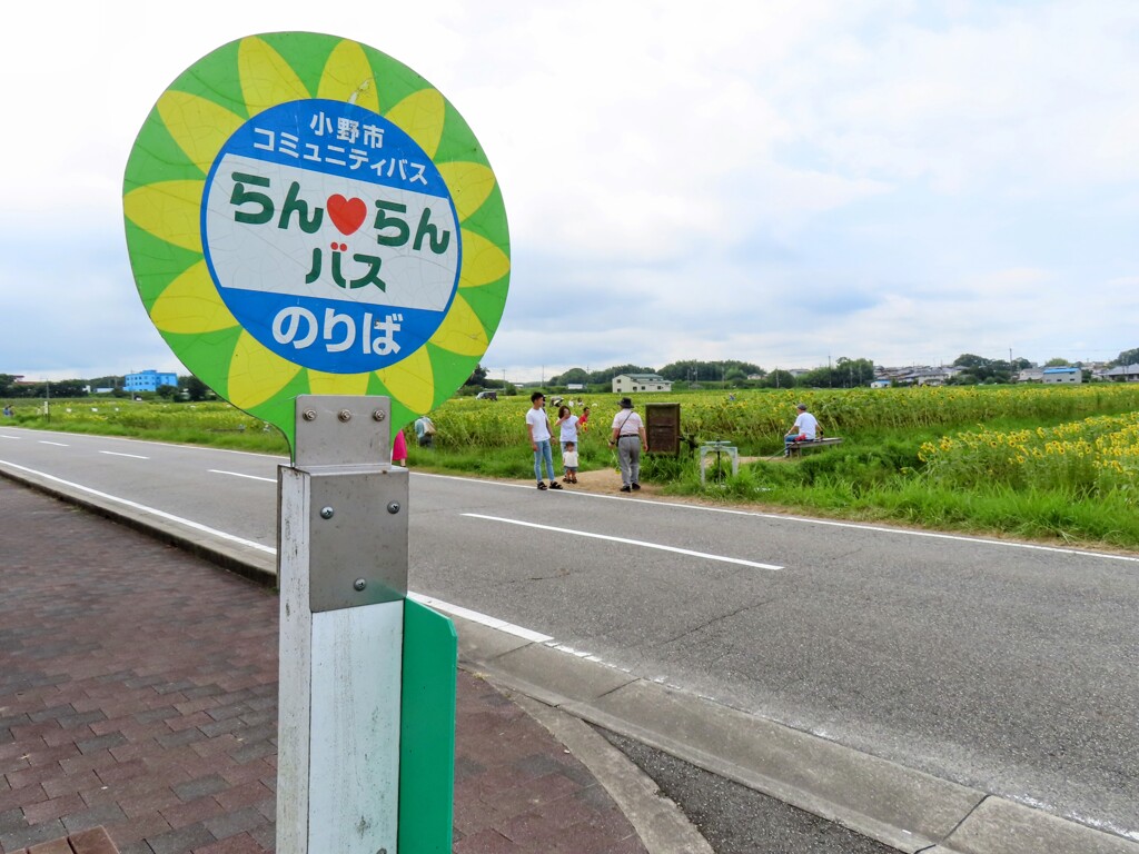 向日葵畑はこちら