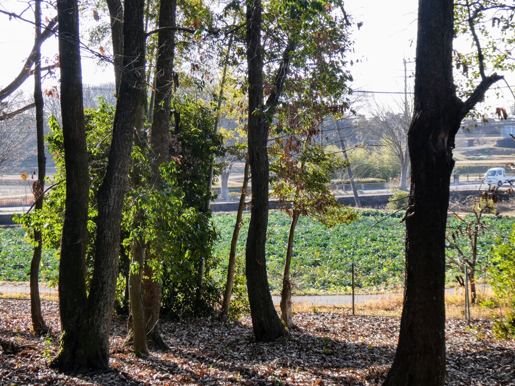 散歩道から