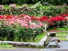 ばら園のベンチ