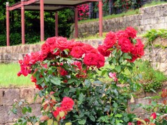 チャイナローズ