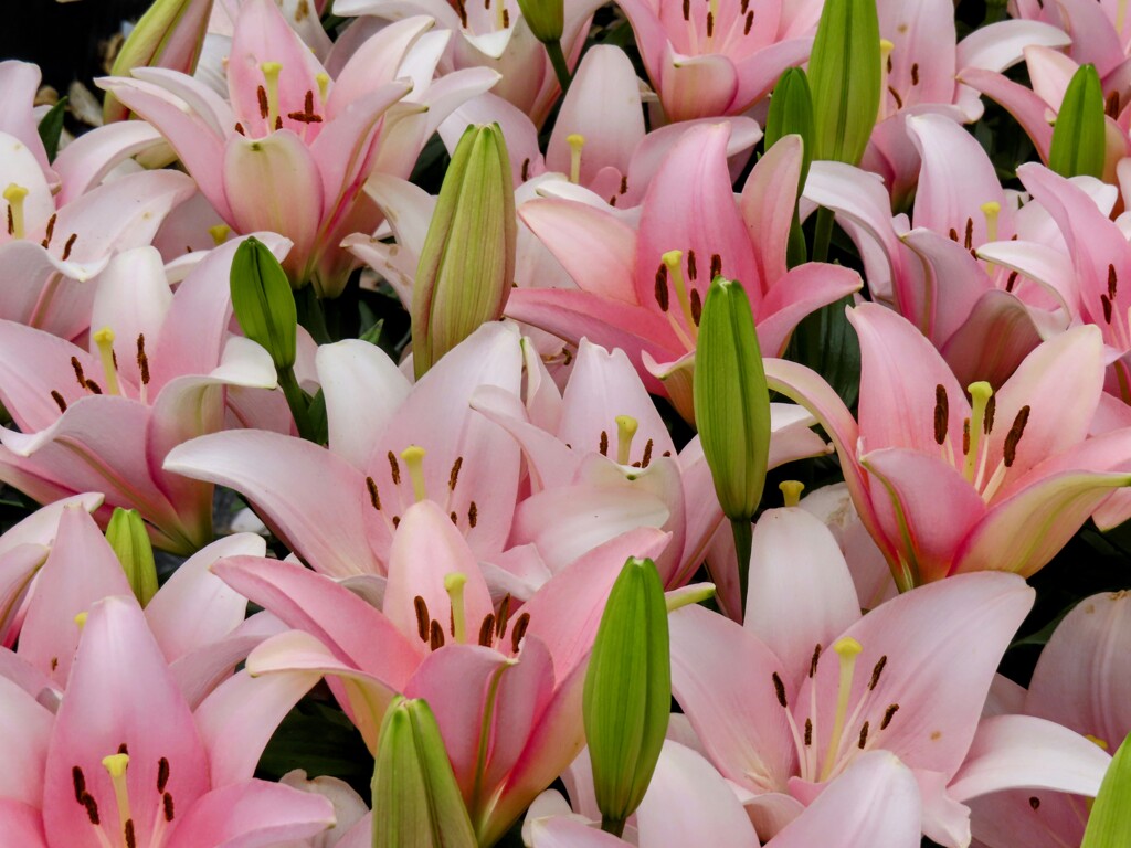 マドンナリリー