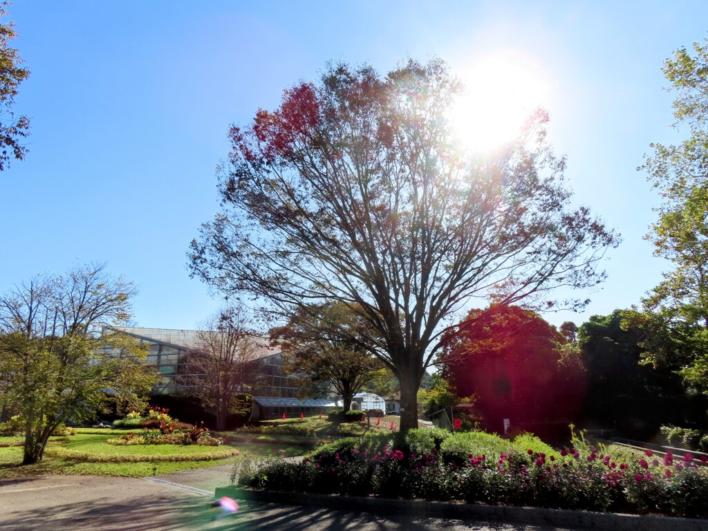 フラワーセンターの朝