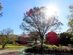 フラワーセンターの朝