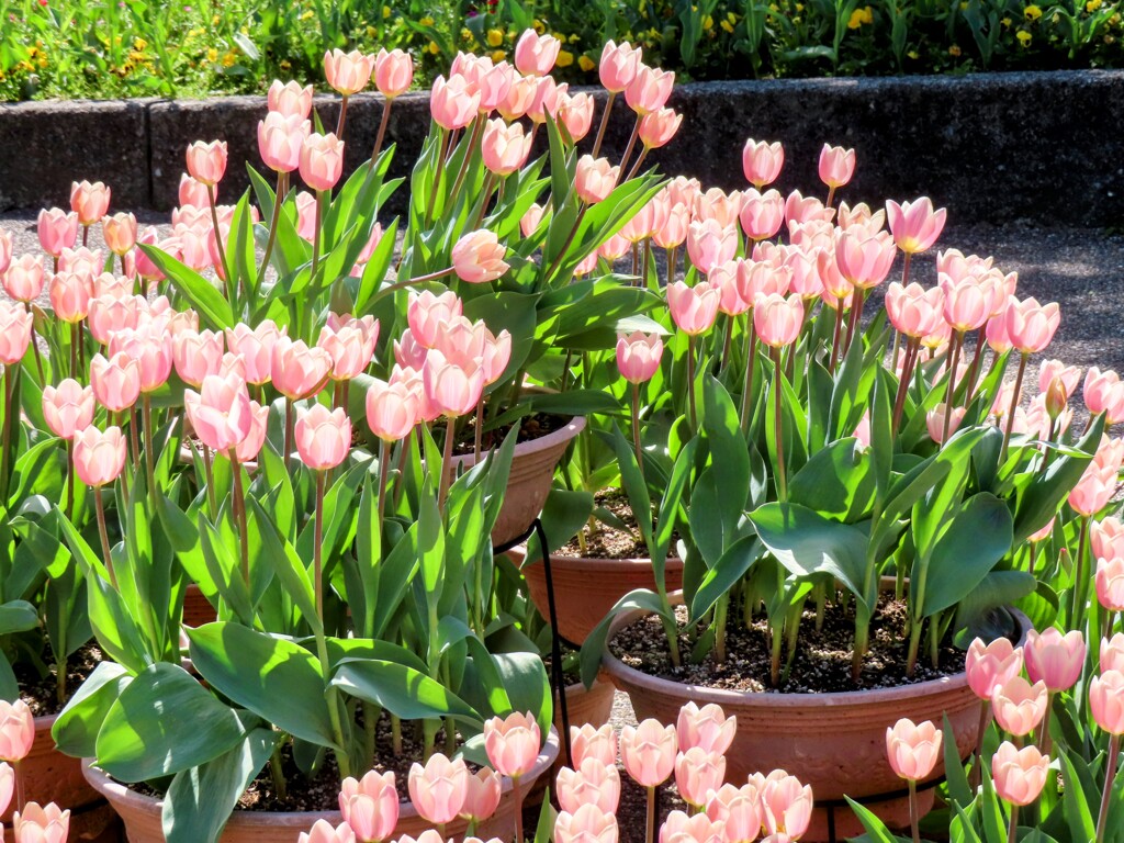 ピンク色のチューリップ