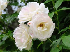 ロサ・センパヴィエンス