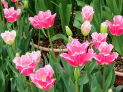 ピンク色のチューリップ