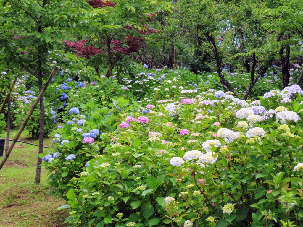 あじさい園の一角