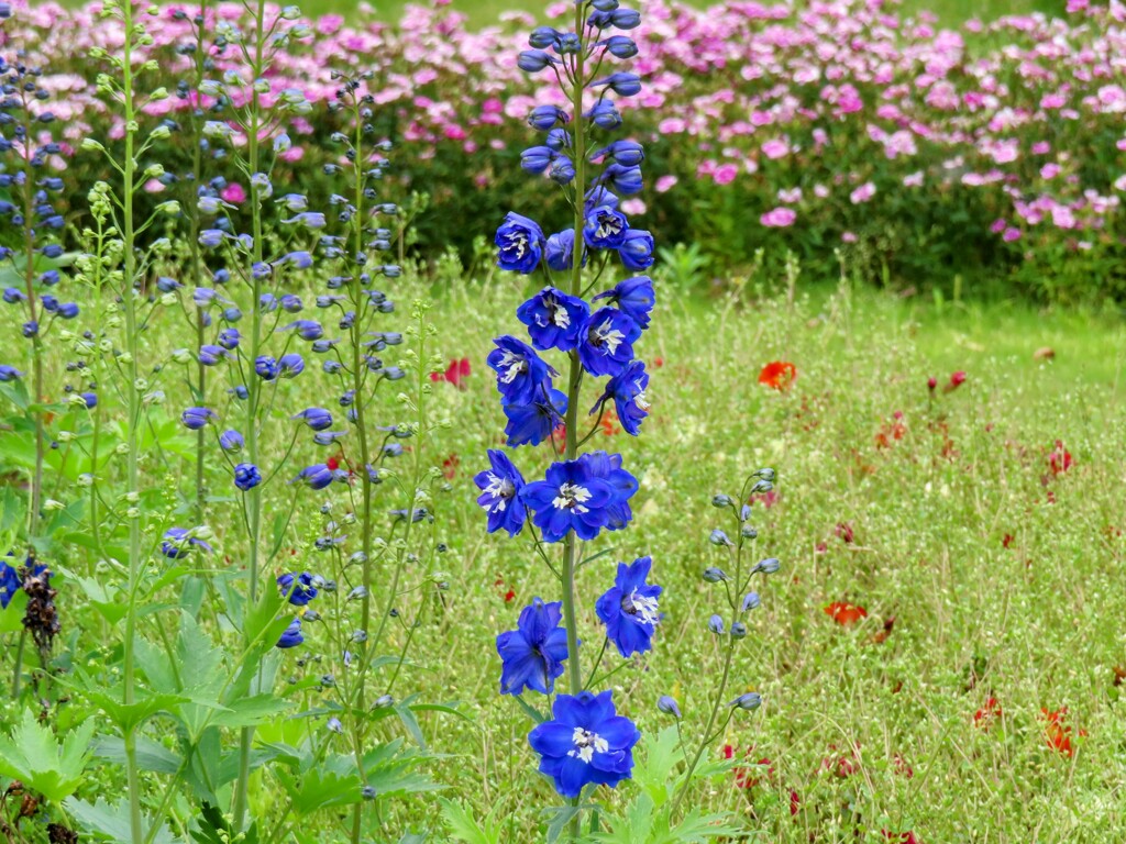 デルフィニウム・エラツム