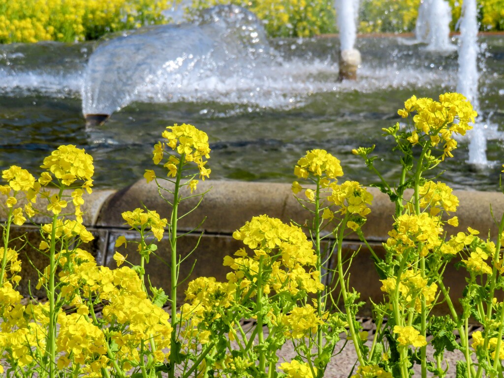 菜の花と噴水