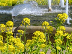 菜の花と噴水