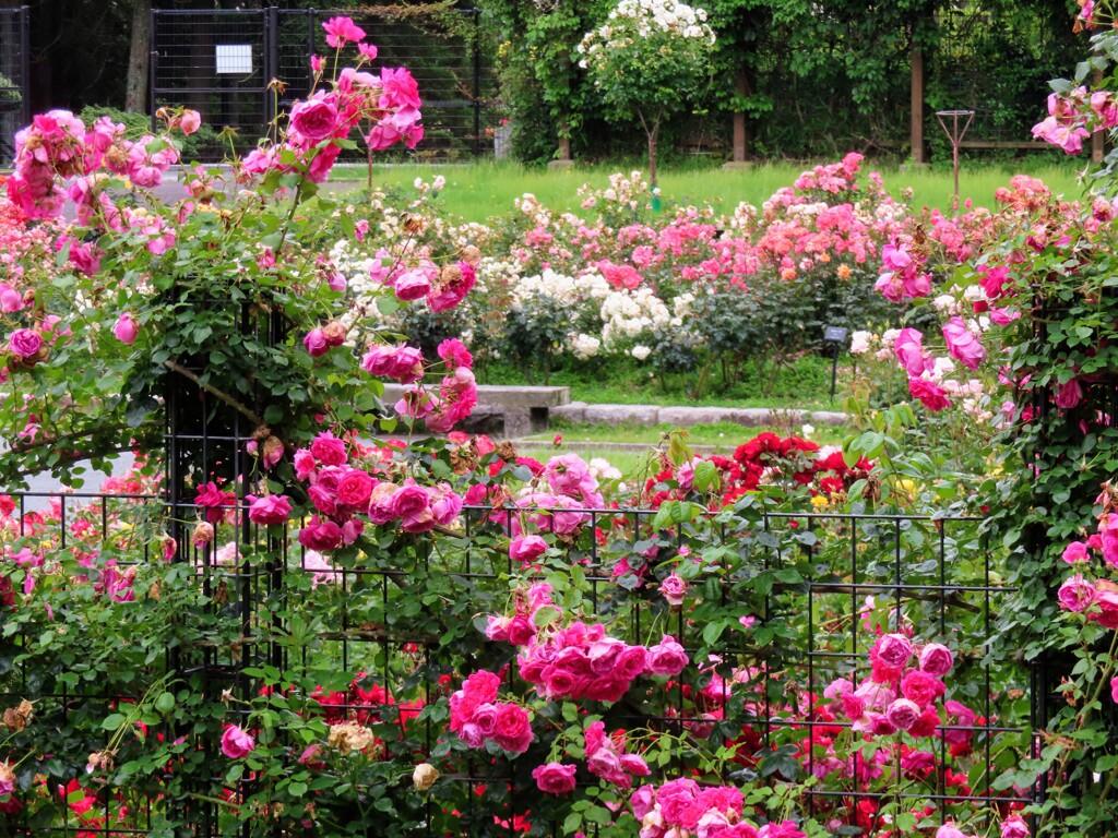ばら園の一角