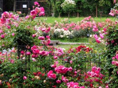 ばら園の一角