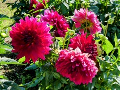 赤いダリア