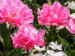 これもチューリップ