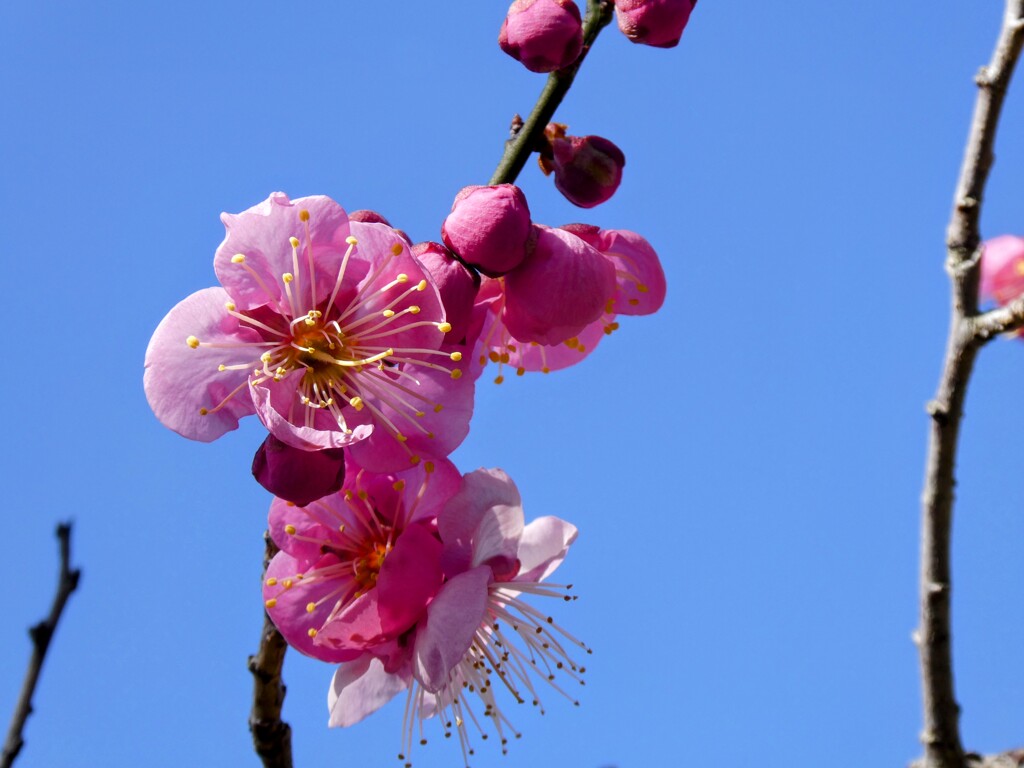 梅
