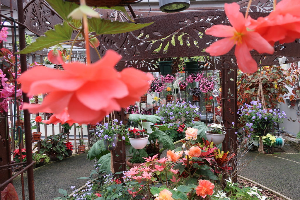 球根ベゴニアの吊り下げ