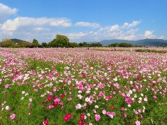 青空に秋桜畑奈良の里