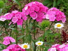 アメリカナデシコ