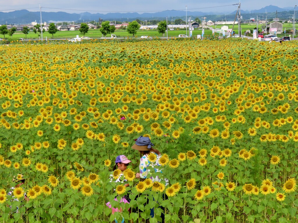 向日葵畑と遠景