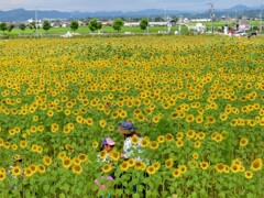 向日葵畑と遠景