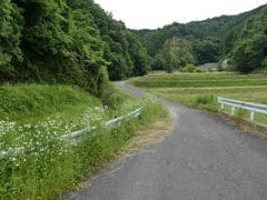 田舎道