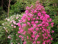 バラのウィーピングスタンダード