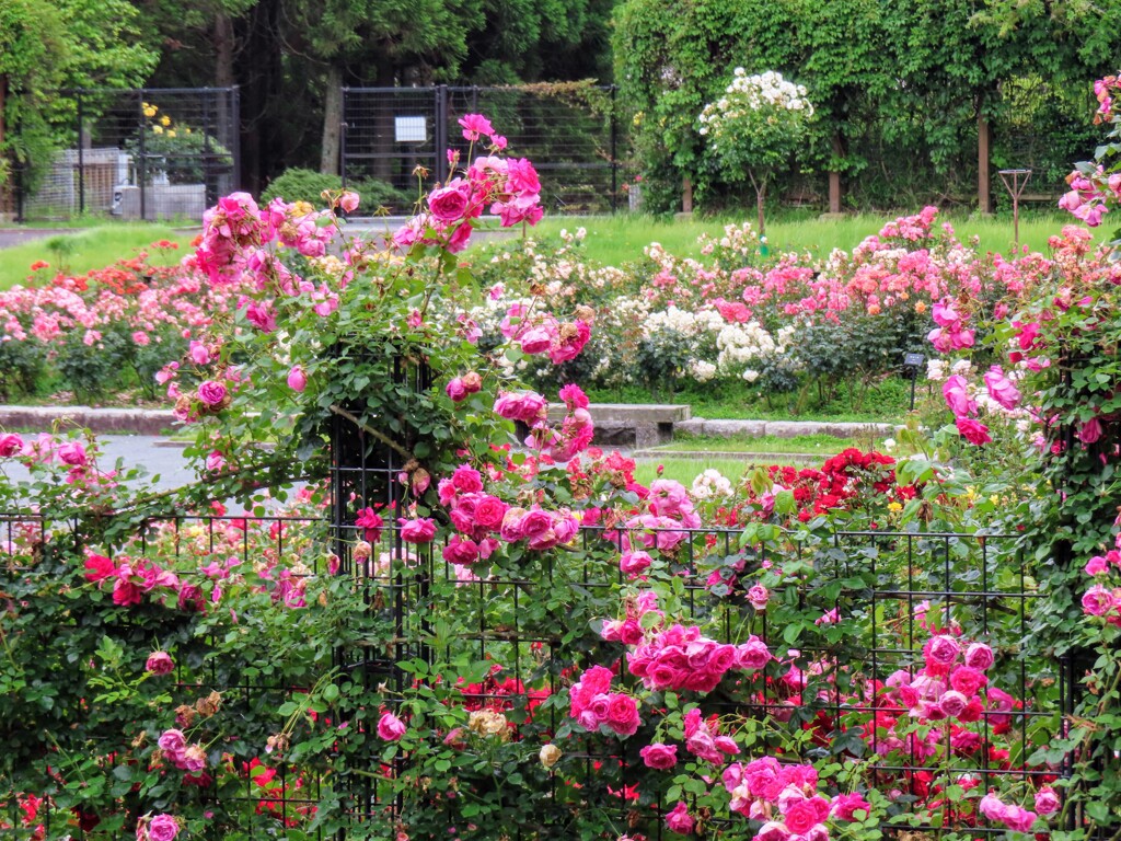 ばら園