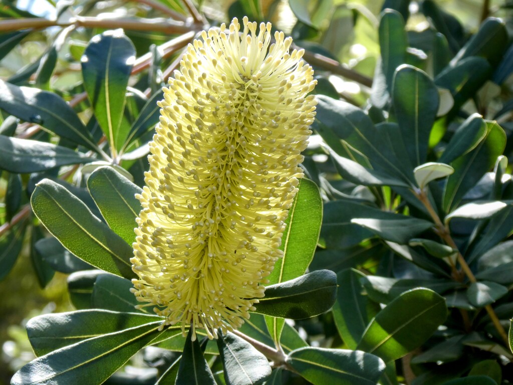 コースト・バンクシア