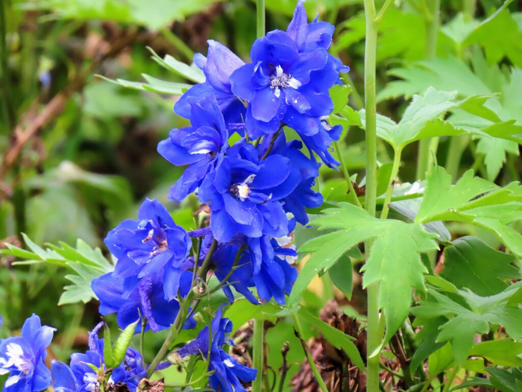 デルフィニウム・エラツム