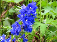 デルフィニウム・エラツム