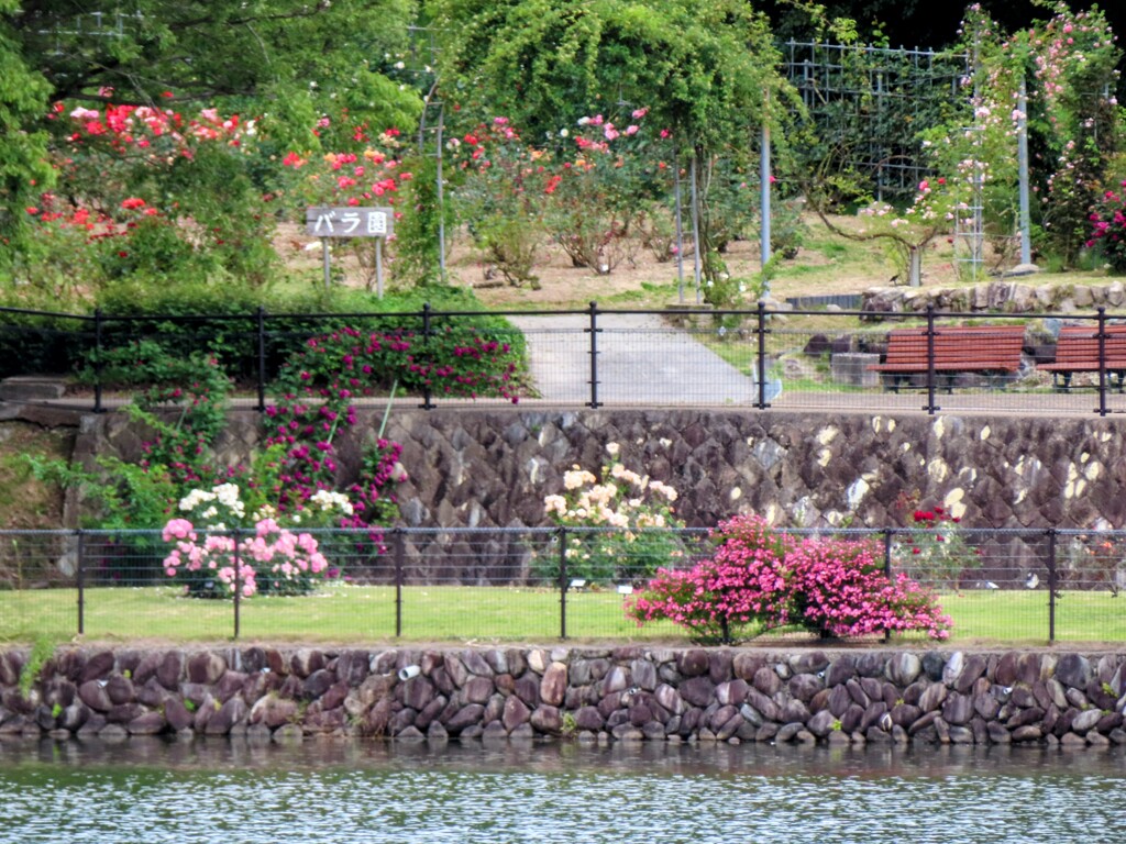 ばら園