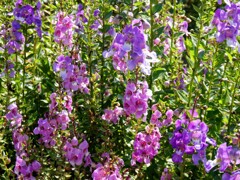 アンゲロニア・サリカリーフォリア