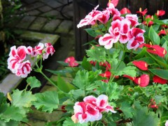 ペラルゴニウム