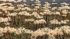 リコリス・ストラミネア