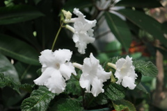 アフリカスミレ