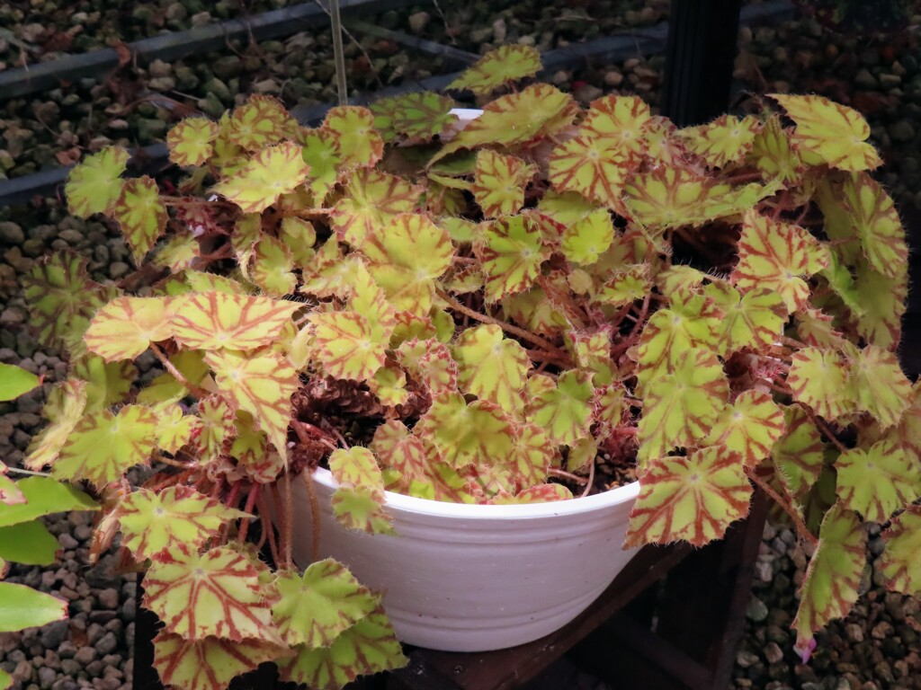 ベゴニア・タイガースター