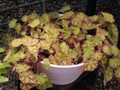 ベゴニア・タイガースター