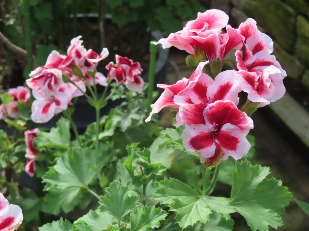 ペラルゴニウム