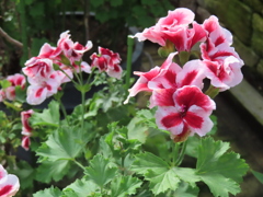 ペラルゴニウム