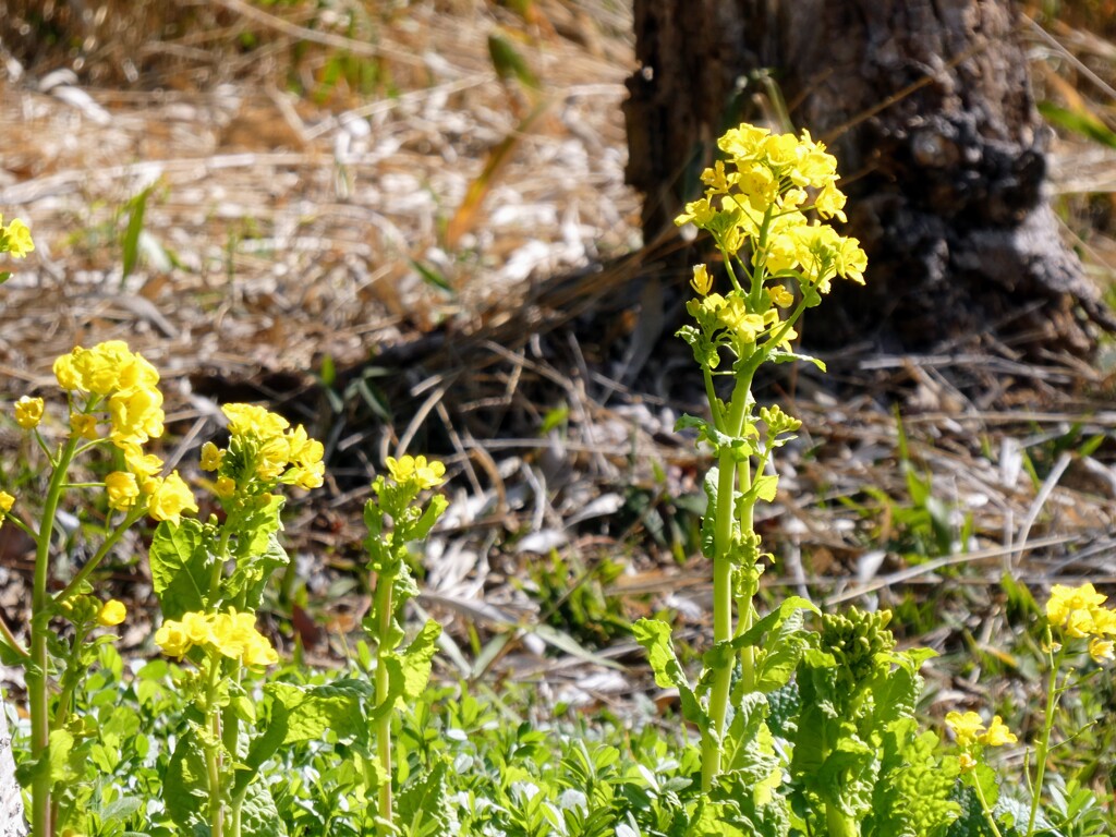 菜の花