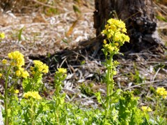 菜の花