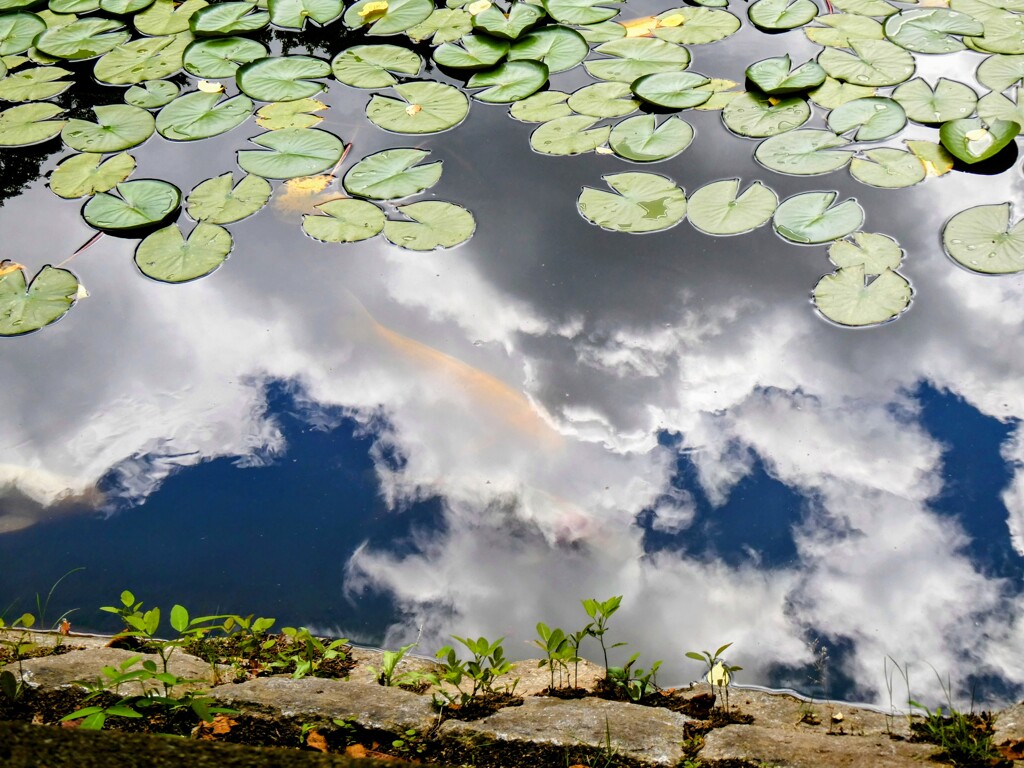 池