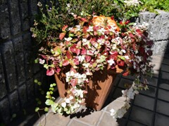 チョウセンテイカカズラ